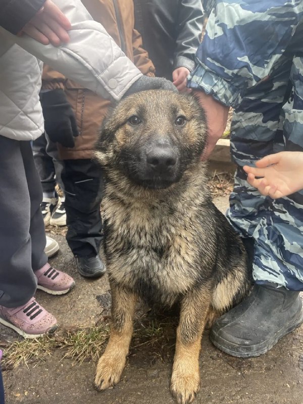🐾 Экскурсия к хвостатым героям: как мы побывали в Центре кинологической службы!Вчера ребята из 1А, 3А и 4А классов побывали в гостях у настоящих героев — служебных собак и их наставников! 🐕‍🦺Служебные собаки — это не просто животные, а настоящие профессионалы, от которых зависят жизни людей и безопасность общества. Их служба требует невероятной дисциплины, ума и преданности.В Центр кинологической службы дети познакомились с различными породами служебных собак - немецкие овчарки, лабрадоры, бельгийские овчарки, ротвейлеры, спаниели. Узнали, что у каждой породы своя задача. Например:  немецкие и бельгийские овчарки — универсальные солдаты: умные, выносливые, легко обучаемые, а лабрадоры и спаниели — незаменимы в поиске наркотиков и взрывчатки благодаря отличному нюху. Ребята с восторгом наблюдали, как работают настоящие служебные собаки. Мы увидели, как чётко и слаженно четвероногие помощники выполняют команды, ищут предметы и демонстрируют свои навыки. Особенно впечатлило, какая крепкая дружба связывает собак и их наставников — это настоящая команда!Дети смогли не только посмотреть на выступление, но и поиграть с добрыми и умными собаками, задать вопросы кинологам и узнать много интересного о нелёгкой, но очень важной службе.Огромная благодарность сотрудникам Центра за гостеприимство и такую познавательную встречу! Для ребят это был день, наполненный эмоциями, новыми знаниями и, конечно, любовью к животным!🐾 Экскурсия к хвостатым героям: как мы побывали в Центре кинологической службы!Вчера ребята из 1А, 3А и 4А классов побывали в гостях у настоящих героев — служебных собак и их наставников! 🐕‍🦺Служебные собаки — это не просто животные, а настоящие профессионалы, от которых зависят жизни людей и безопасность общества. Их служба требует невероятной дисциплины, ума и преданности.В Центр кинологической службы дети познакомились с различными породами служебных собак - немецкие овчарки, лабрадоры, бельгийские овчарки, ротвейлеры, спаниели. Узнали, что у каждой породы своя задача. Например:  немецкие и бельгийские овчарки — универсальные солдаты: умные, выносливые, легко обучаемые, а лабрадоры и спаниели — незаменимы в поиске наркотиков и взрывчатки благодаря отличному нюху. Ребята с восторгом наблюдали, как работают настоящие служебные собаки. Мы увидели, как чётко и слаженно четвероногие помощники выполняют команды, ищут предметы и демонстрируют свои навыки. Особенно впечатлило, какая крепкая дружба связывает собак и их наставников — это настоящая команда!Дети смогли не только посмотреть на выступление, но и поиграть с добрыми и умными собаками, задать вопросы кинологам и узнать много интересного о нелёгкой, но очень важной службе.Огромная благодарность сотрудникам Центра за гостеприимство и такую познавательную встречу! Для ребят это был день, наполненный эмоциями, новыми знаниями и, конечно, любовью к животным!